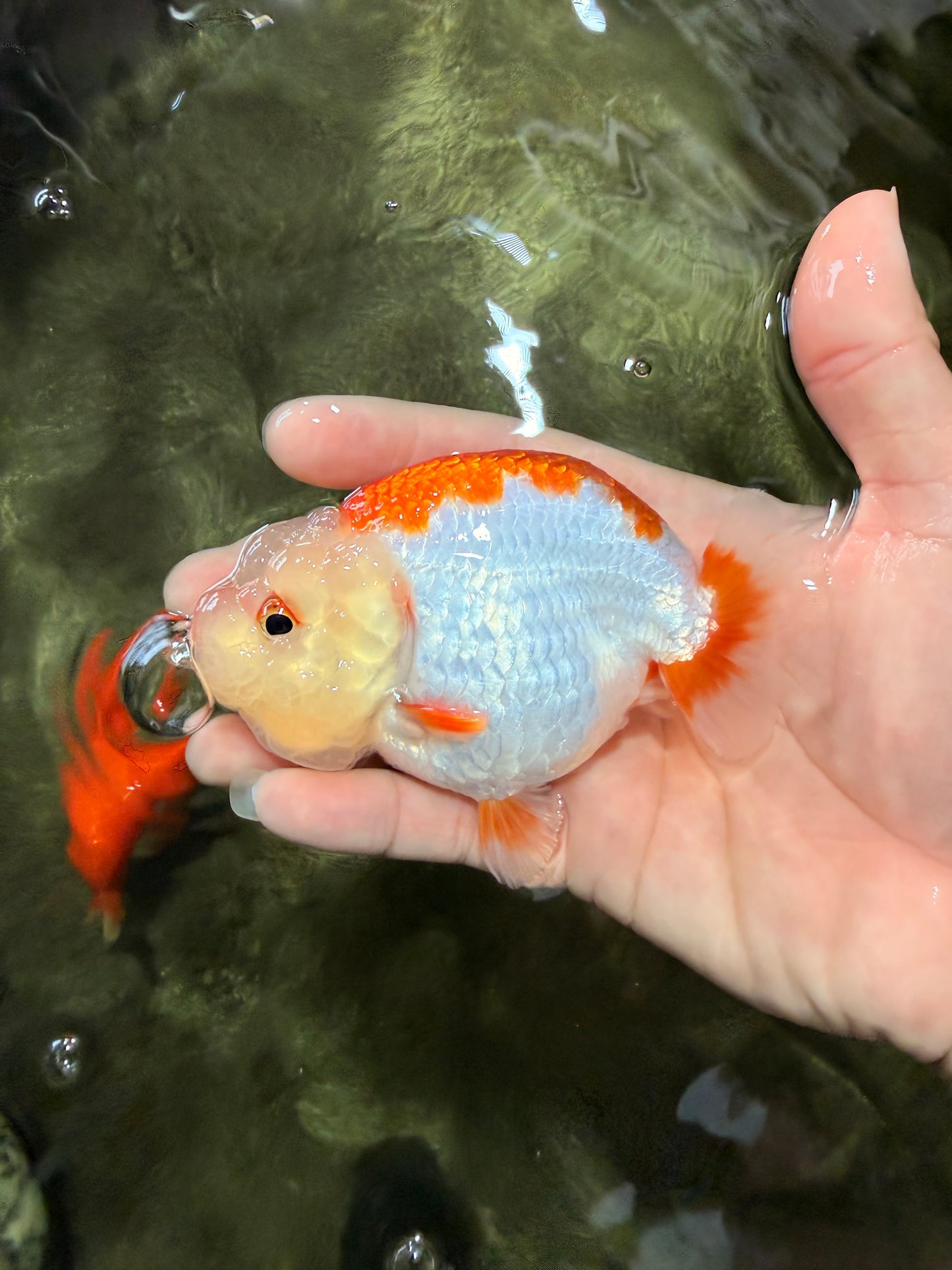 ADORABLE Kohaku Red White Lionchu Female 4 inches #081426LC_15