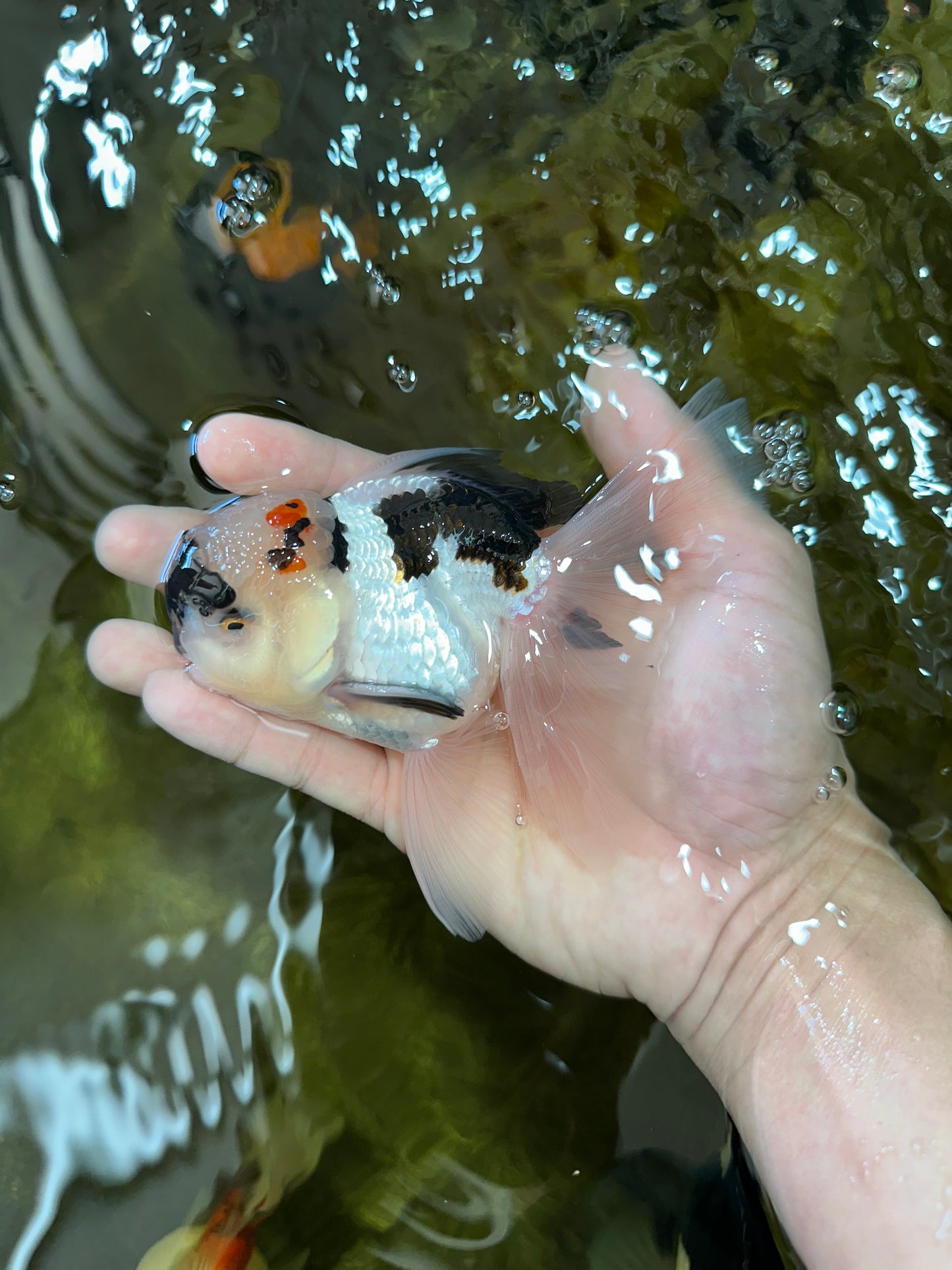 Tricolor Oranda Male 5 inches #052325OR_07