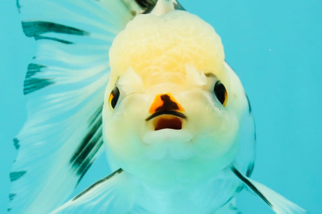 Butterfly Tail High Dorsal Fin Tricolor Oranda Female 5 inches #1018OR_19