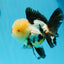 AAA Grade Tricolor Oranda Male 4.5 inches #0927OR_21