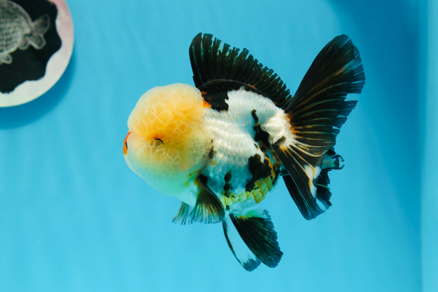 AAA Grade Tricolor Oranda Male 4.5 inches #0927OR_21