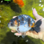 Femelle Ranchu Kirin Blue Base de qualité AAA 5,5 pouces #0503RC_31