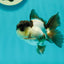 Panda Oranda Male 3-3.5 inches #1018OR_14