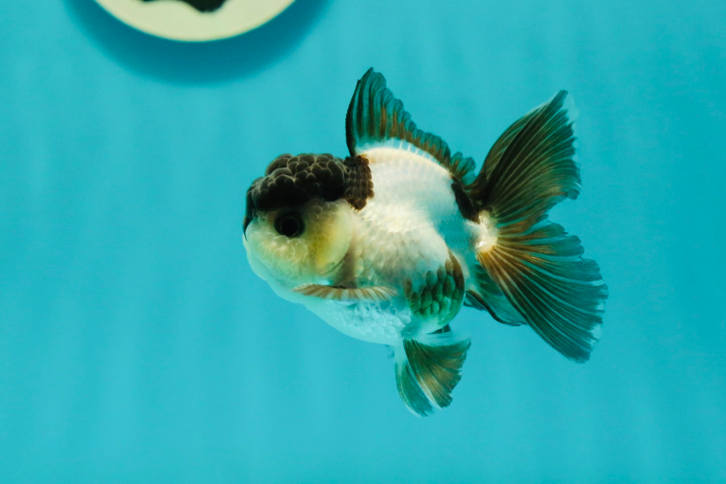 Panda Oranda Male 3-3.5 inches #1018OR_14