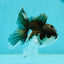 Panda Oranda Male 4 inches #110124OR_14