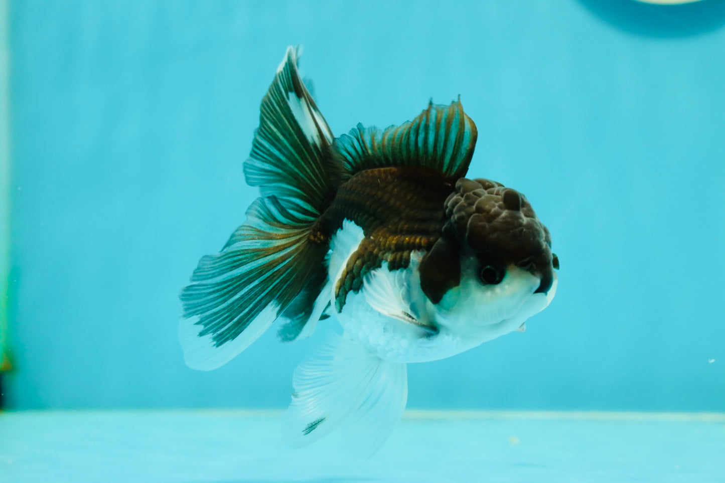 Panda Oranda Male 4 inches #110124OR_14