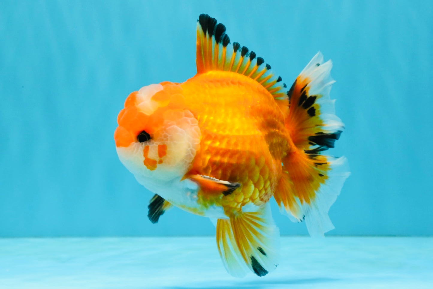 A Grade Red White Oranda Male 5.5 inches #040326OR_12