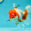 Red White Oranda Female 5.5 inches #110124OR_08