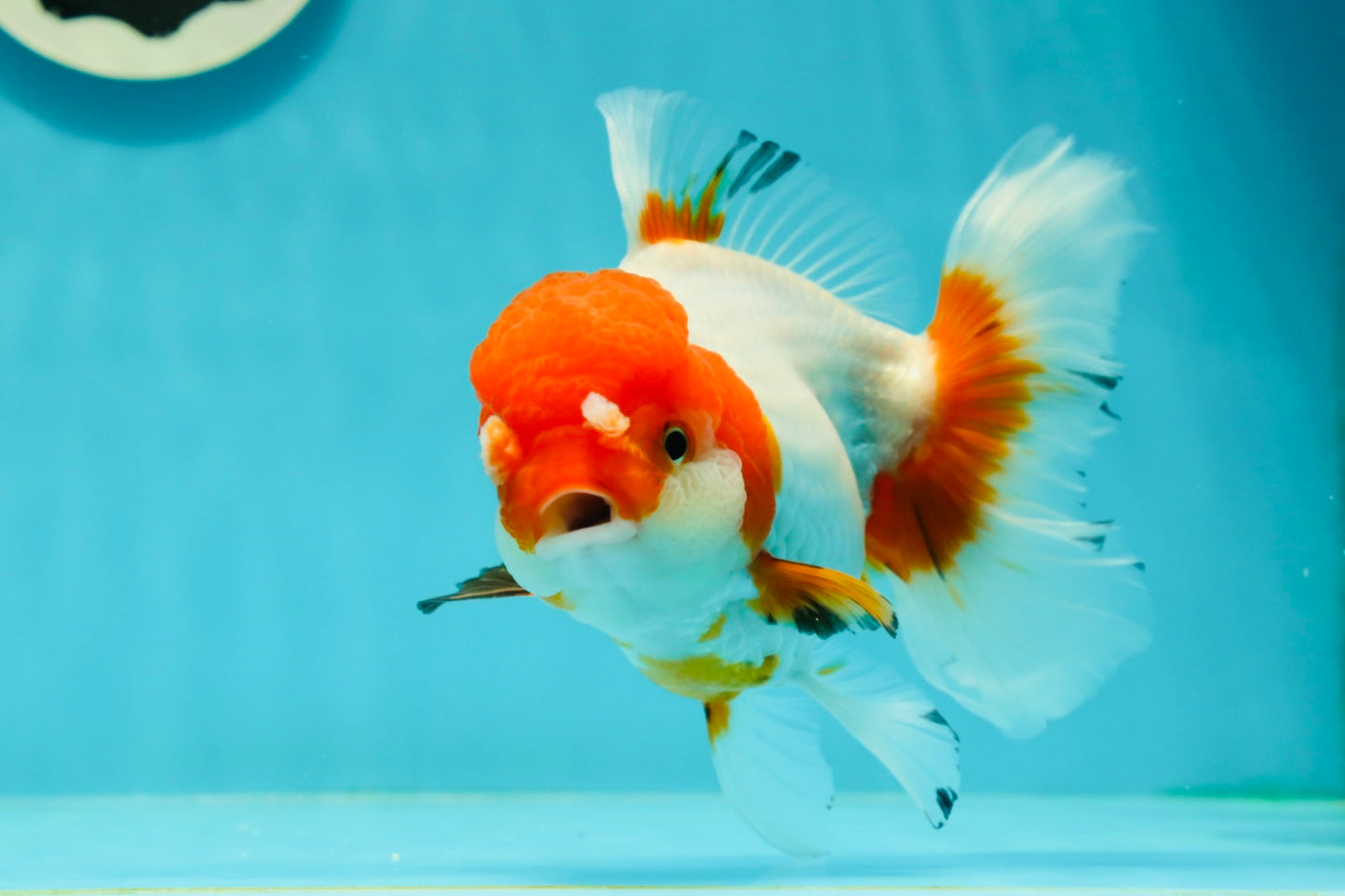 Red White Oranda Female 5.5 inches #110124OR_08