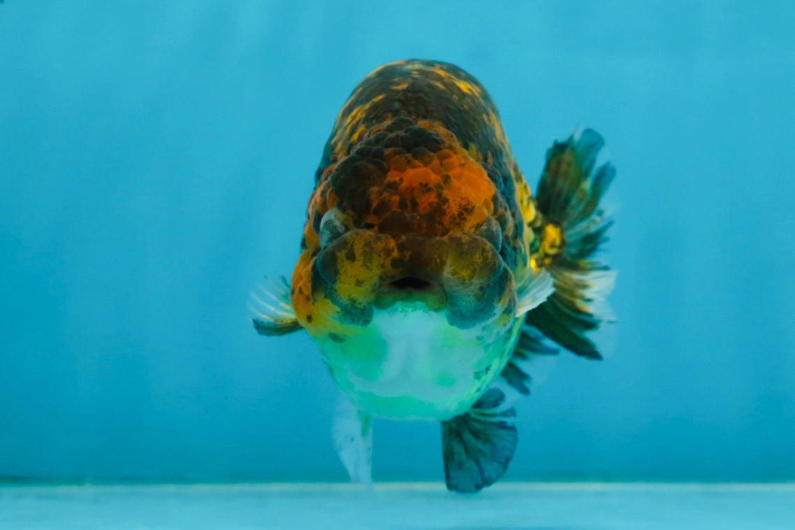 A Grade Tiger LionQueen 5 inches #101025LC_16