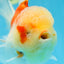 A Grade FLUFFY WEN Sakura Oranda Female 6  inches #091225OR_14