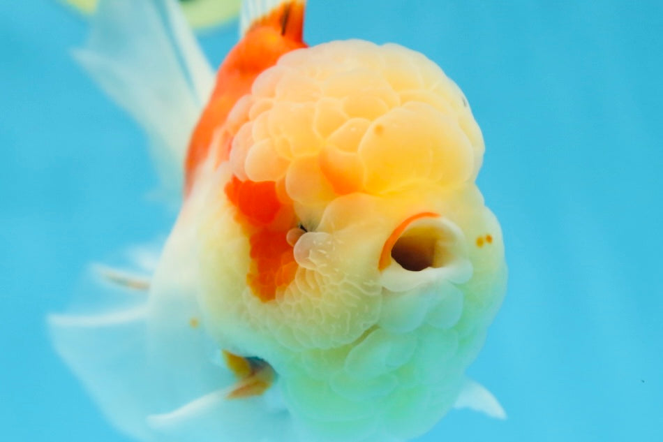 A Grade FLUFFY WEN Sakura Oranda Female 6  inches #091225OR_14