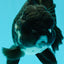 A Grade Bulldog Panda Oranda Male 5-5.5 inches #0524OR_01