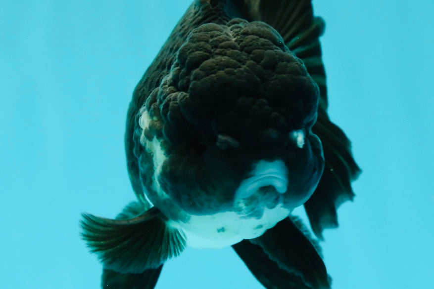 Bulldog Panda Oranda macho de grado A de 5 a 5,5 pulgadas n.° 0524OR_01