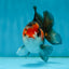 A Grade Nugget Tricolor Button Eyes Oranda Male 4.5 inches #010325OR_17