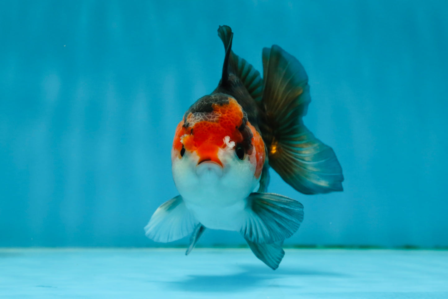 A Grade Nugget Tricolor Button Eyes Oranda Male 4.5 inches #010325OR_17