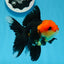 AAA Grade Tricolor Oranda Female 5 inches #0830OR_07