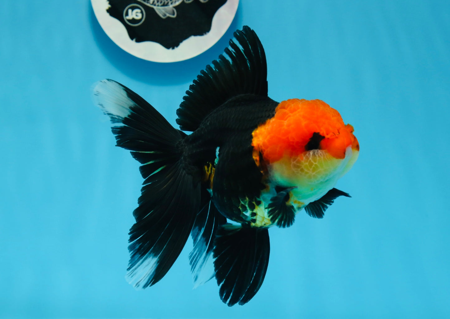 AAA Grade Tricolor Oranda Female 5 inches #0830OR_07