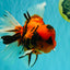 A Grade Broatail Tiger Oranda Male 7.5 inches #100926OR_08