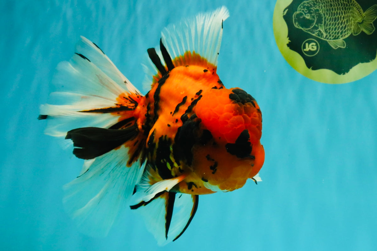 A Grade Broatail Tiger Oranda Male 7.5 inches #100926OR_08
