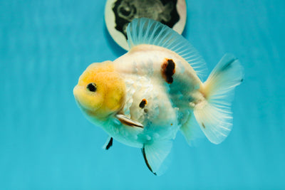 A Grade Lemonhead Yuanbao Male 4.5 inches #110824YB_33