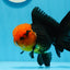 AAA Grade Red Head Tricolor Oranda Male 5 inches #0913OR_03