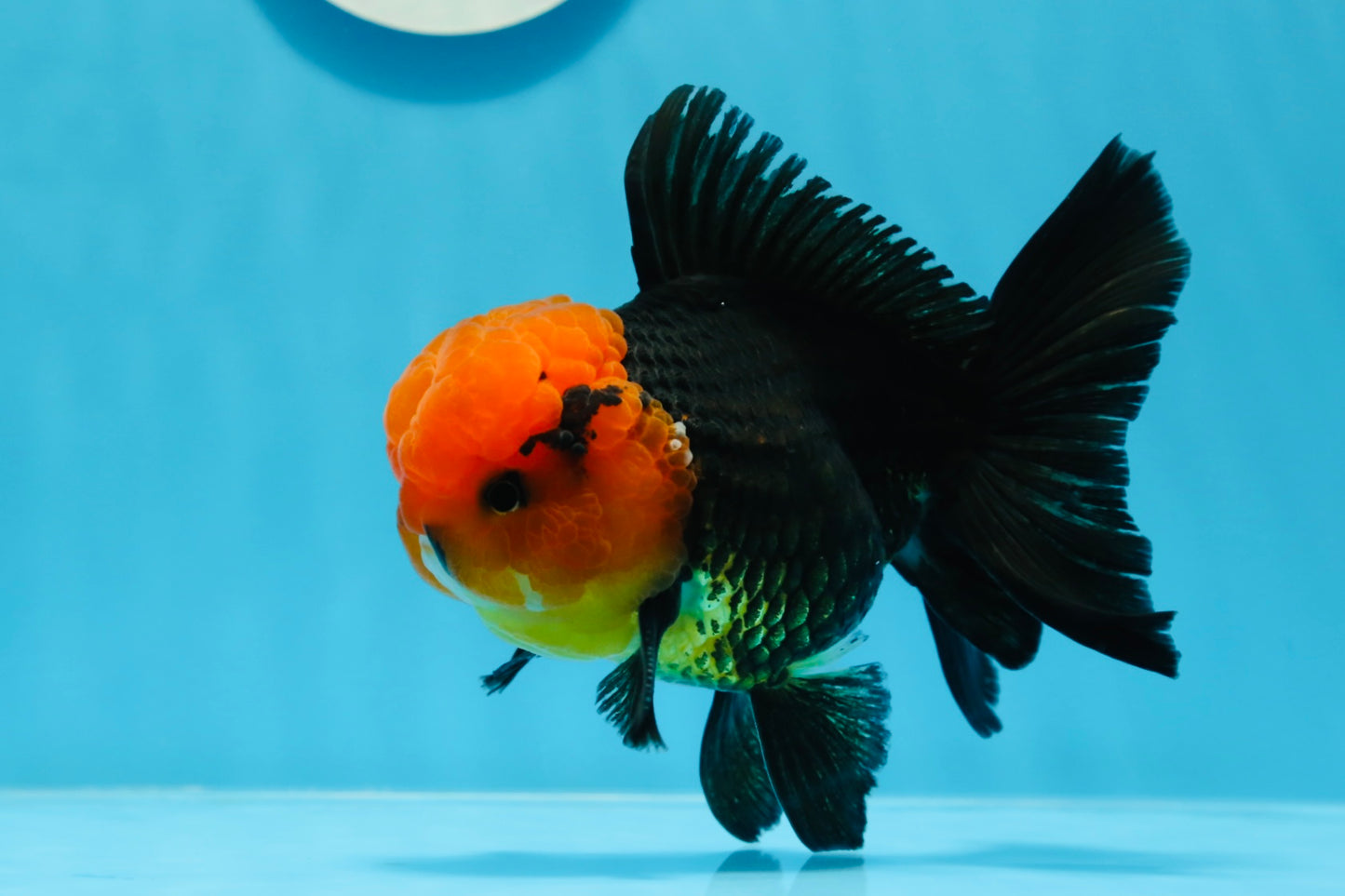 AAA Grade Red Head Tricolor Oranda Male 5 inches #0913OR_03