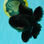 A Grade Black Oranda Male 5-5.5 inches #101626OR_02