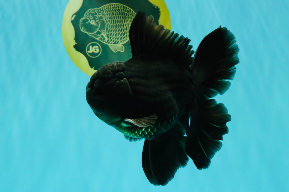 A Grade Black Oranda Male 5-5.5 inches #101626OR_02
