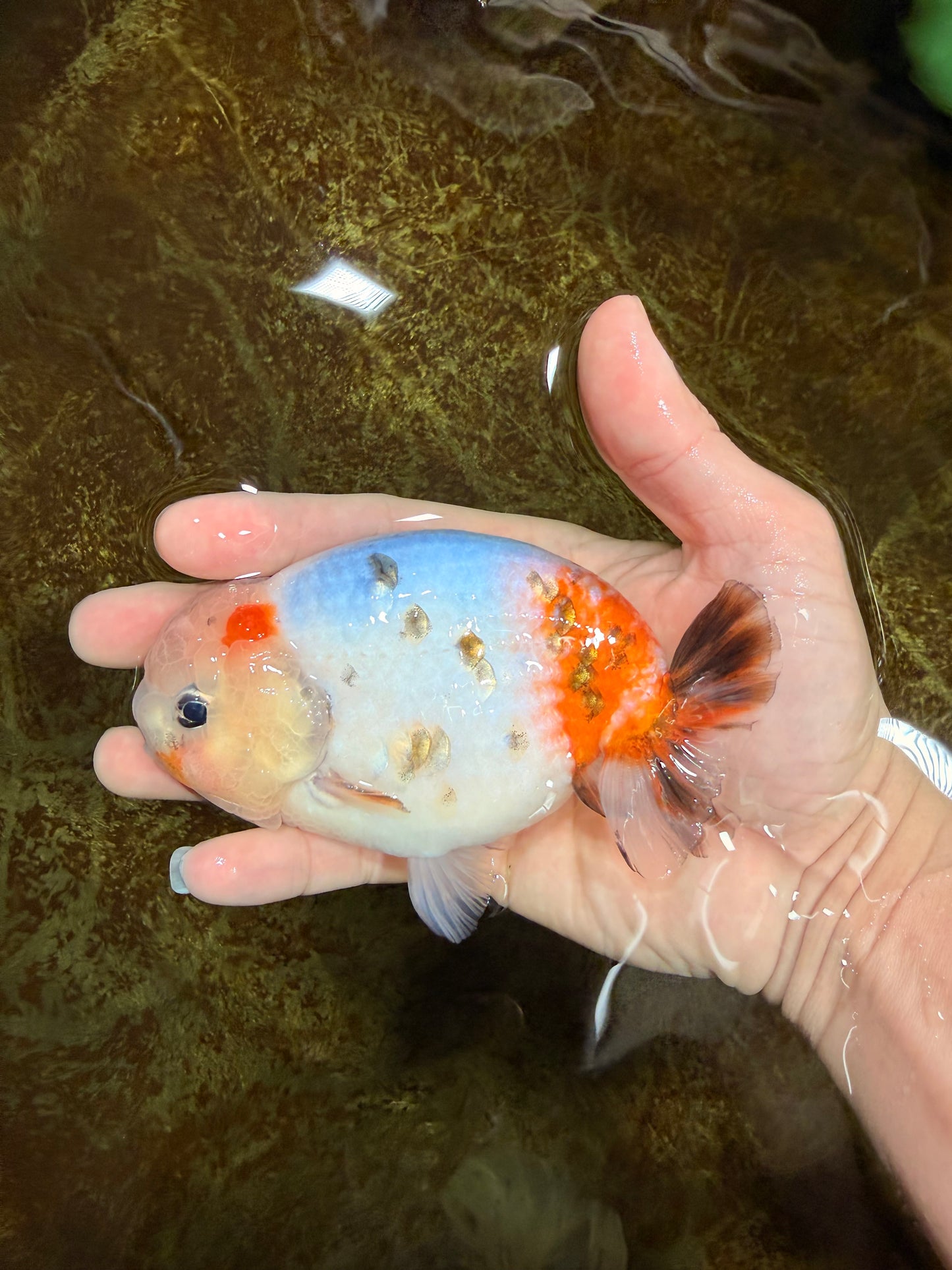 A Grade Calico LionKing 4.5-5 inches #121925LC_09