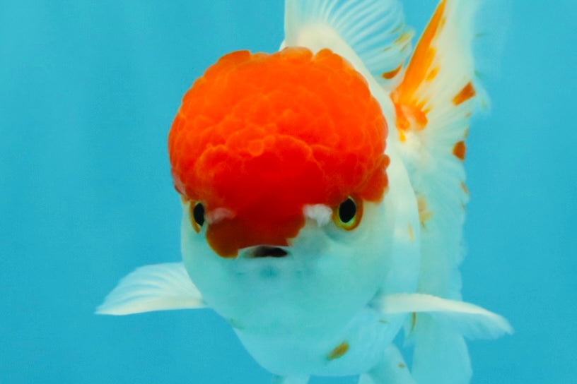 MARIO A Grade Tancho Red White Oranda Male 5-5.5 inches #031326OR_27