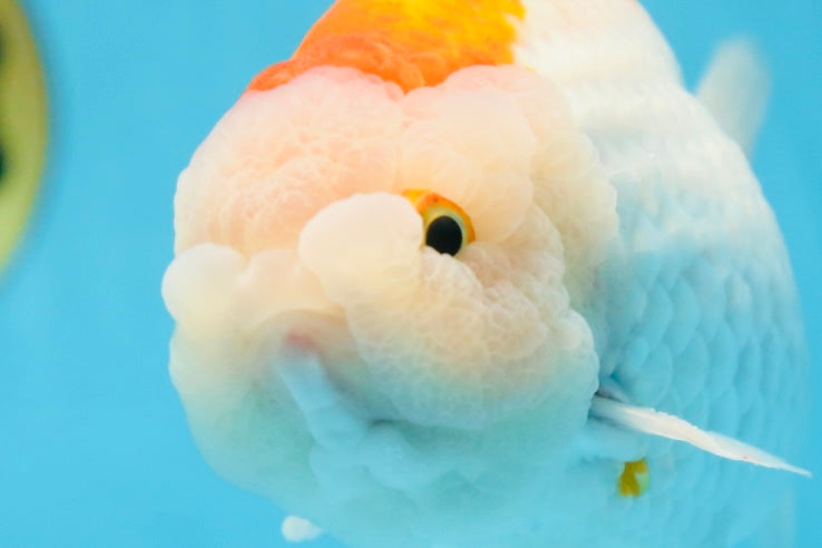 AAA Grade Red White LionKing 5.5 inches #082925LC_03