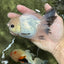 A Grade Panda Black Nose Button Eyes Oranda Female 5 inches #111524OR_19