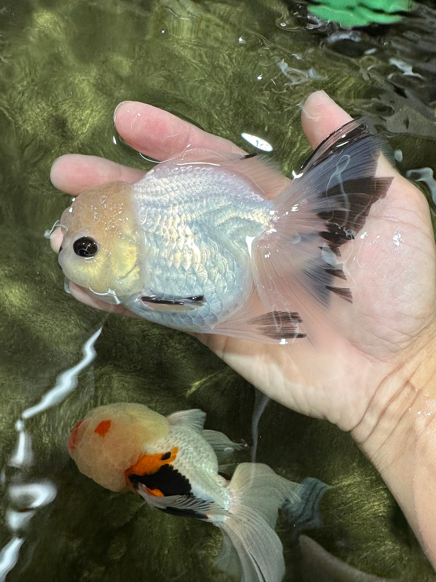 A Grade Panda Black Nose Button Eyes Oranda Female 5 inches #111524OR_19