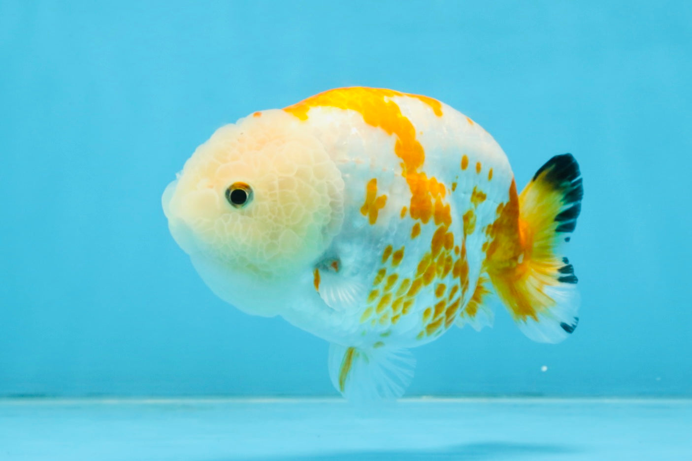 CHUBBY AAA Grade Kohaku Sakura LionQueen 4.5 inches #112825LC_01