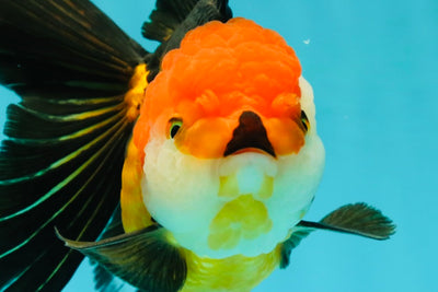 Tricolor Oranda Female 5.5 inches #111524OR_15