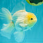 A Grade White Oranda Male 5.5-6 inches #072426OR_21