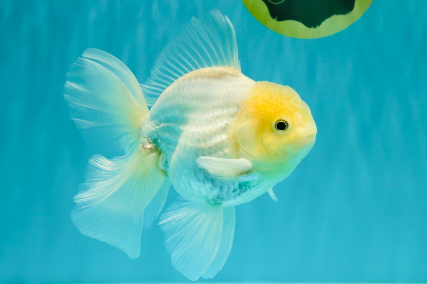 A Grade White Oranda Male 5.5-6 inches #072426OR_21