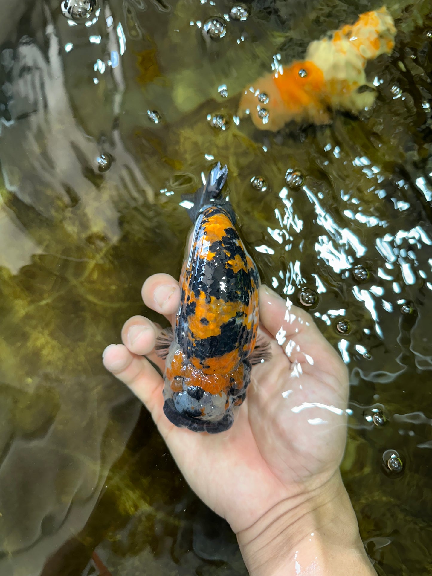 A Grade SUPER CUTE Tricolor Tiger LionQueen 5 inches #091225LC_07