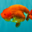 A Grade Red LionQueen 4.5-5 inches #070326LC_30