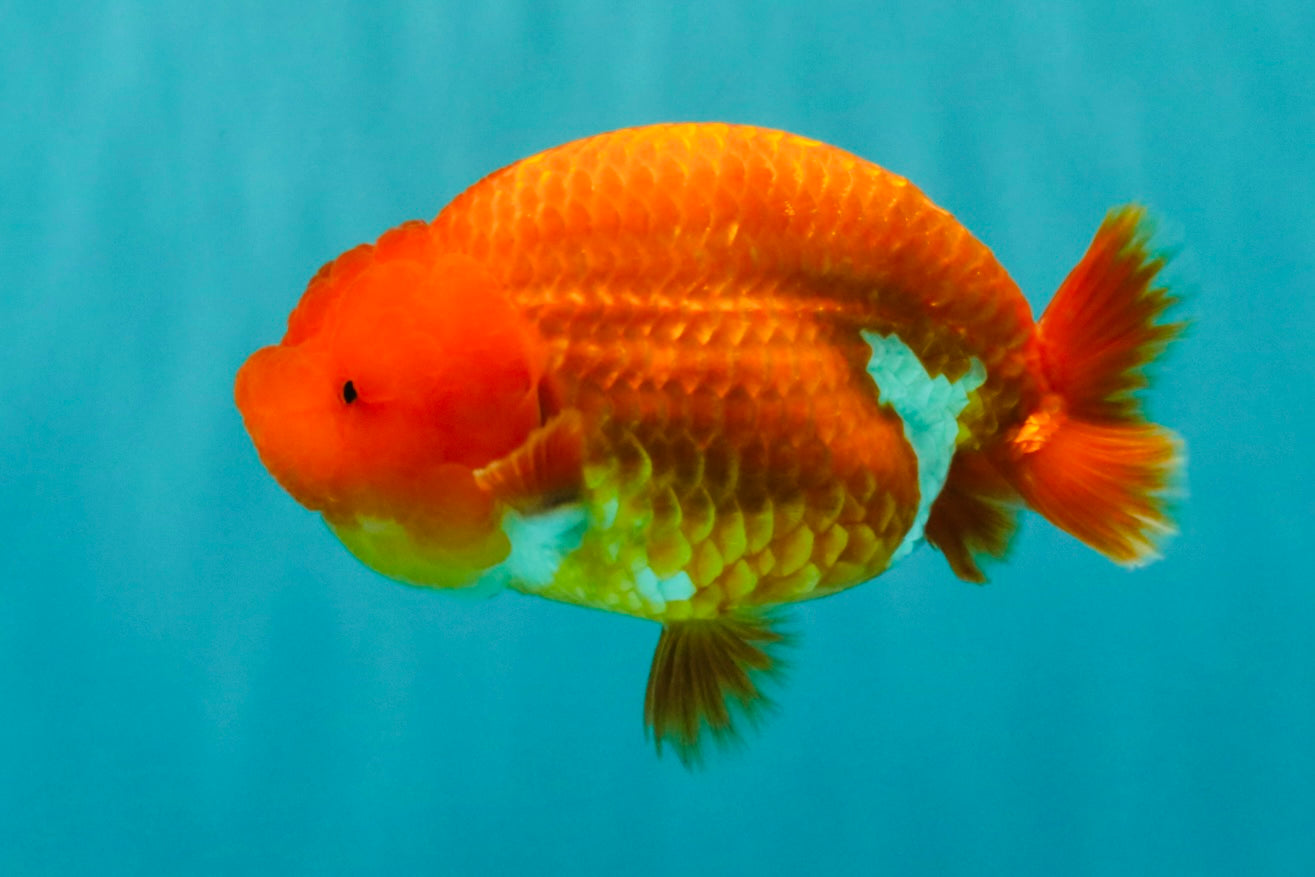 A Grade Red LionQueen 4.5-5 inches #070326LC_30