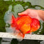 GIANT A Grade Jumbo Red White Oranda Female 7.5 inches #031326OR_05