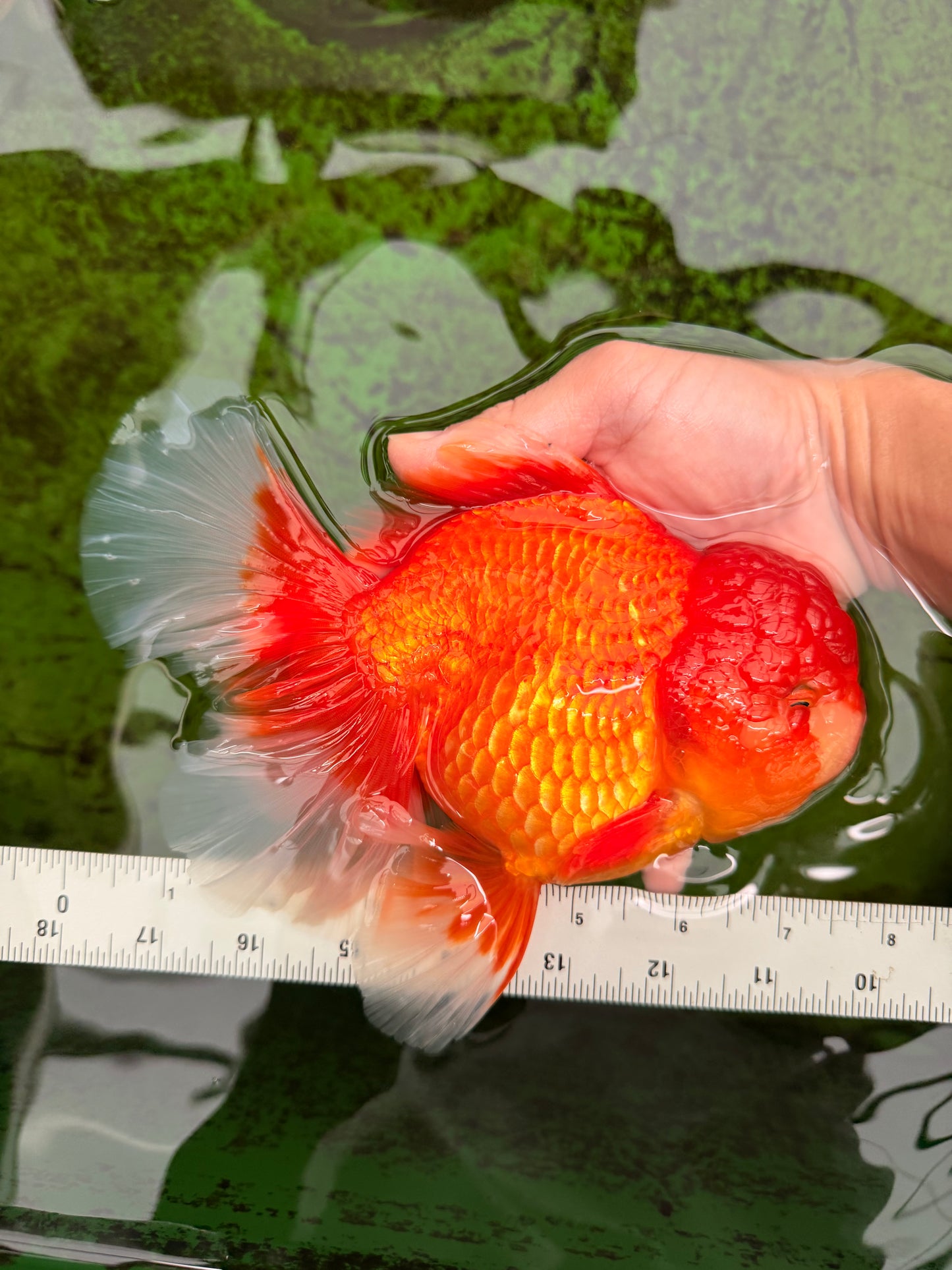 GIANT A Grade Jumbo Red White Oranda Female 7.5 inches #031326OR_05