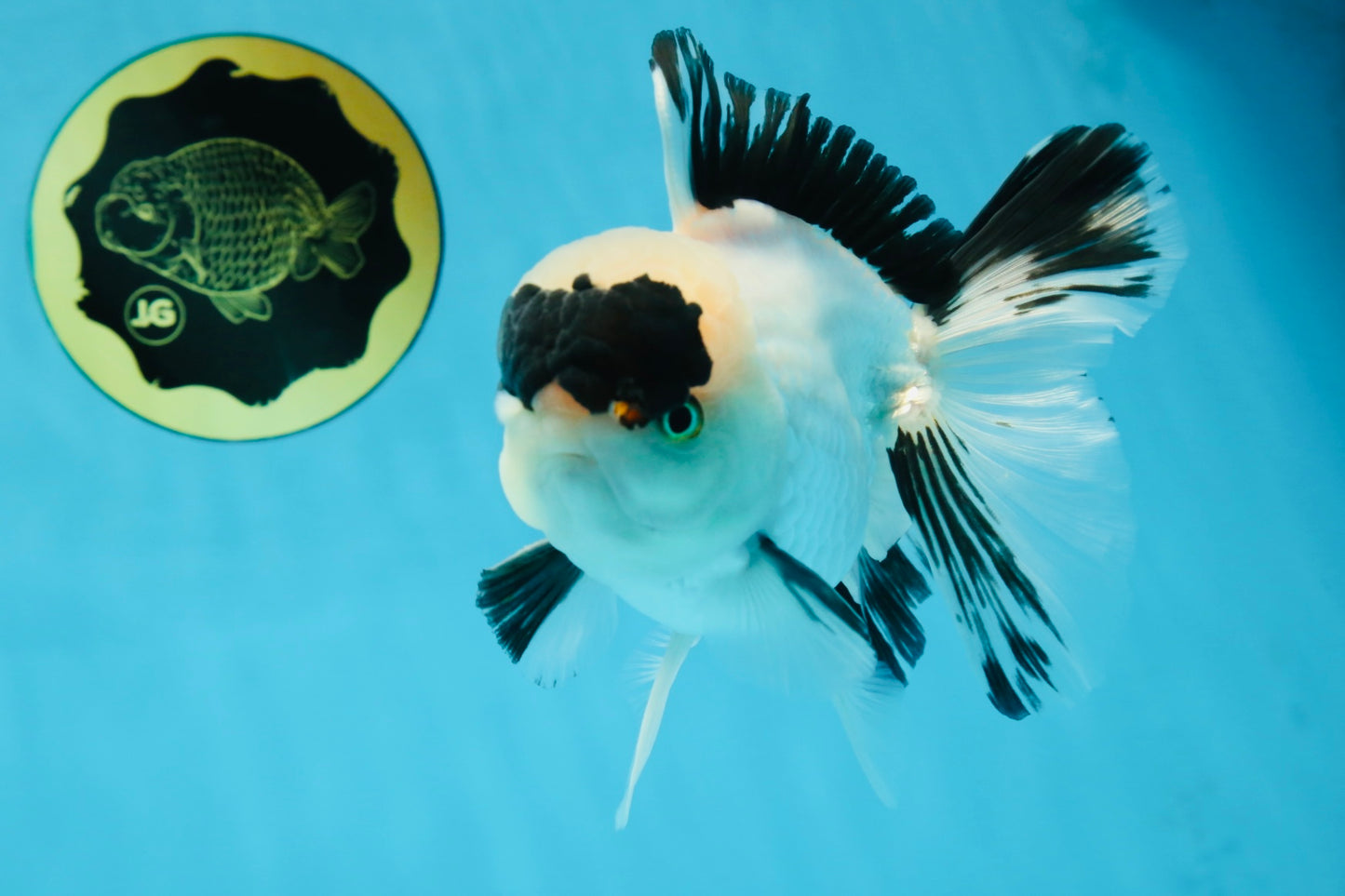A Grade Panda Oranda Male 5.5-6 inches #053025OR_15