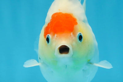 A Grade Young Godzilla Tancho Sakura Yuanbao Male 4.5 inches #101725YB_26