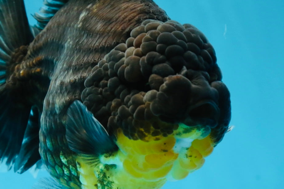 SHOW GRADE Godzilla Kirin Yuanbao Male 5.5 inches #062025YB_999