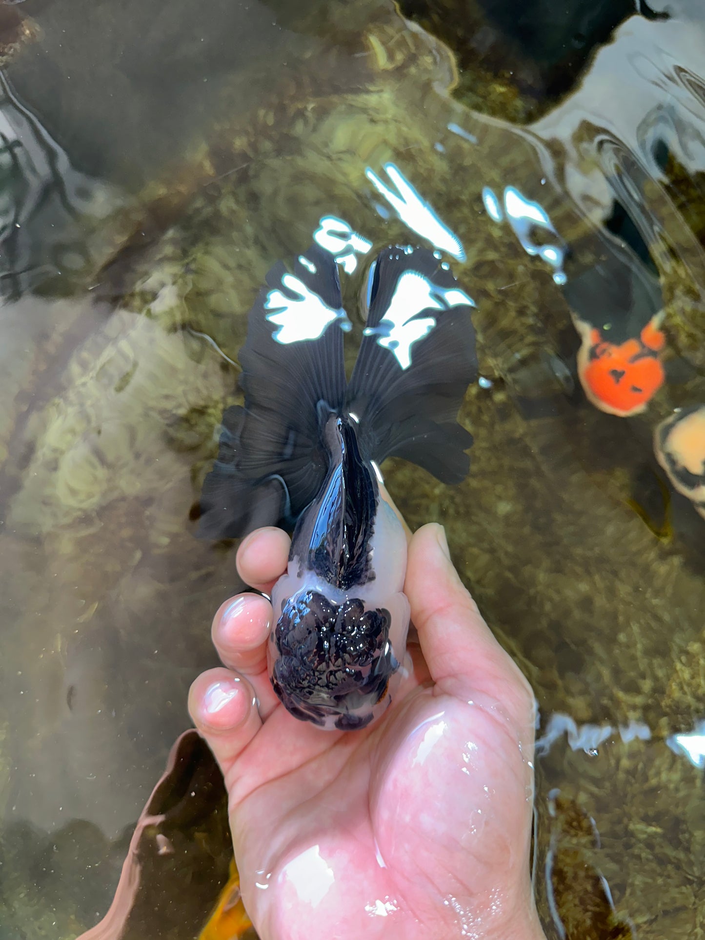 A Grade Panda Oranda Female 5.5 inches #081525OR_15