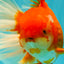 JUMBO AAA Grade Red White Oranda Male 8.5 inches #071726OR_01