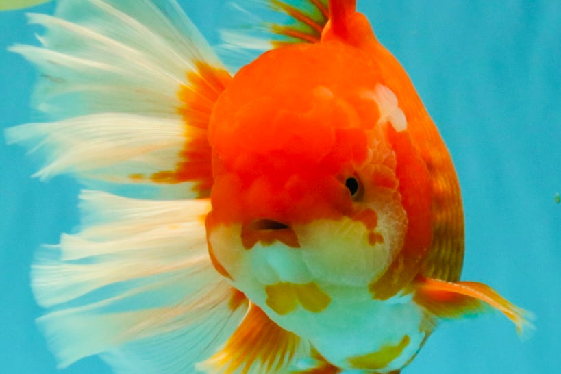 JUMBO AAA Grade Red White Oranda Male 8.5 inches #071726OR_01