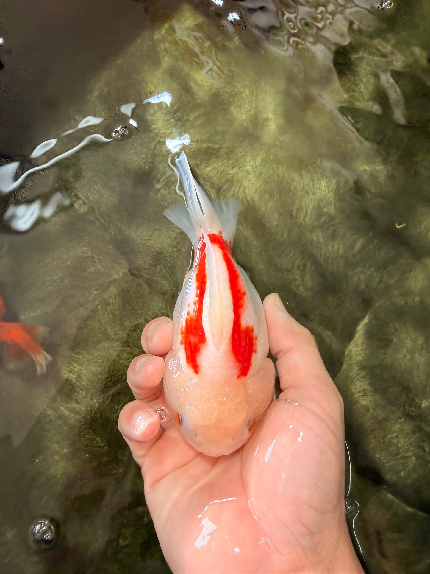 A Grade Red White Yuanbao Female 5-5.5 inches #082126YB_28